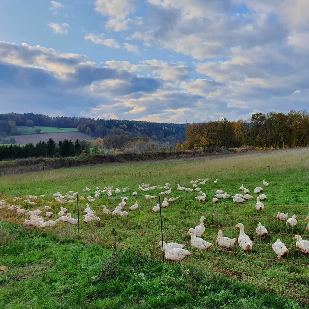 Pernottamento nella fattoria biologica