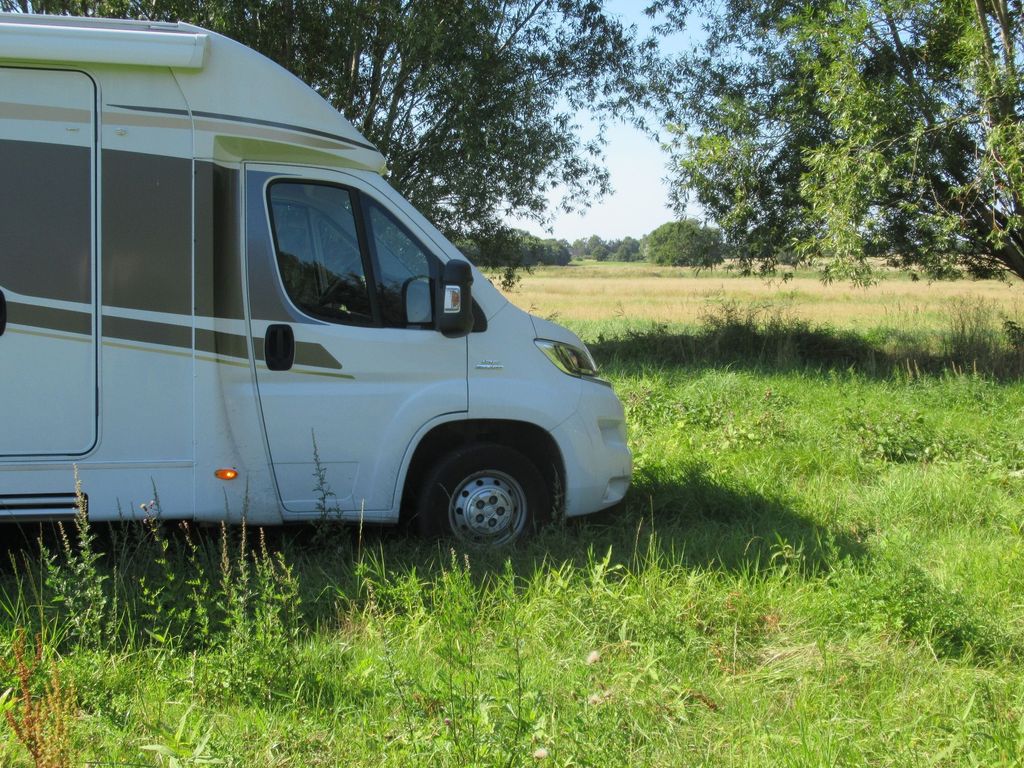 Viento en los sauces - en un prado, en la naturaleza