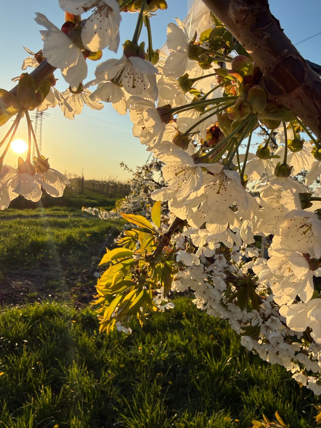 Posizione idilliaca nell'Altes Land sulla spiaggia dell'Elba