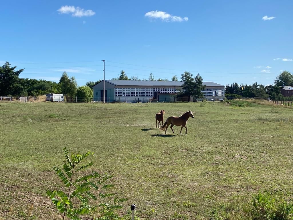 Tempo libero nel Prignitz - vacanze con i cavalli