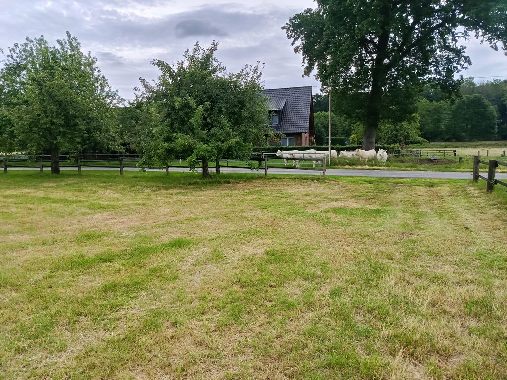 A spot on the lawn next to the fruit trees 