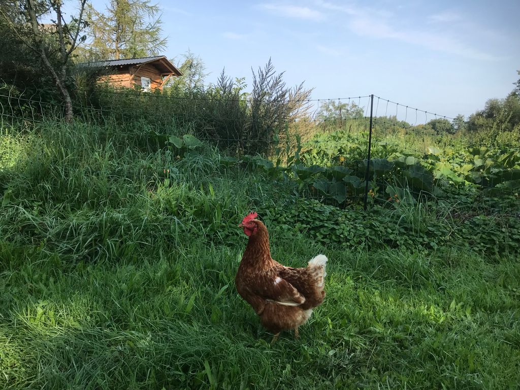 Camping à la ferme entre ruisseau et prairies