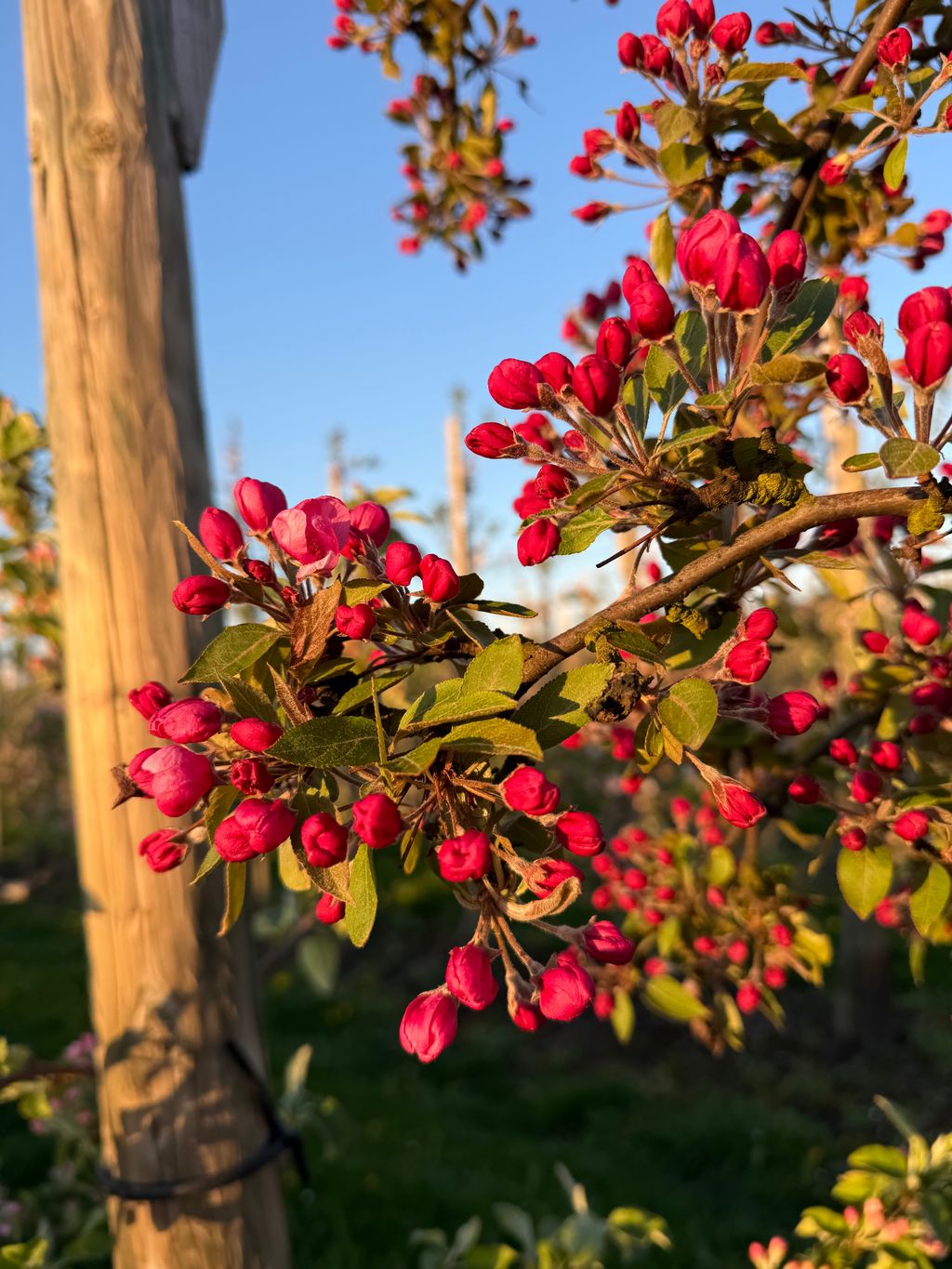 Campeggio in un vecchio meleto
