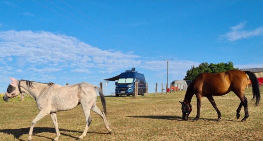 Tranquilidad absoluta y avistamiento de animales en la pradera de ponis
