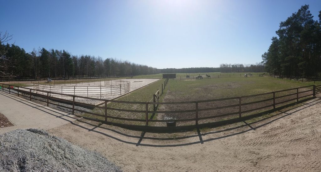 Pernottamento nell'allevamento di cavalli frisoni
