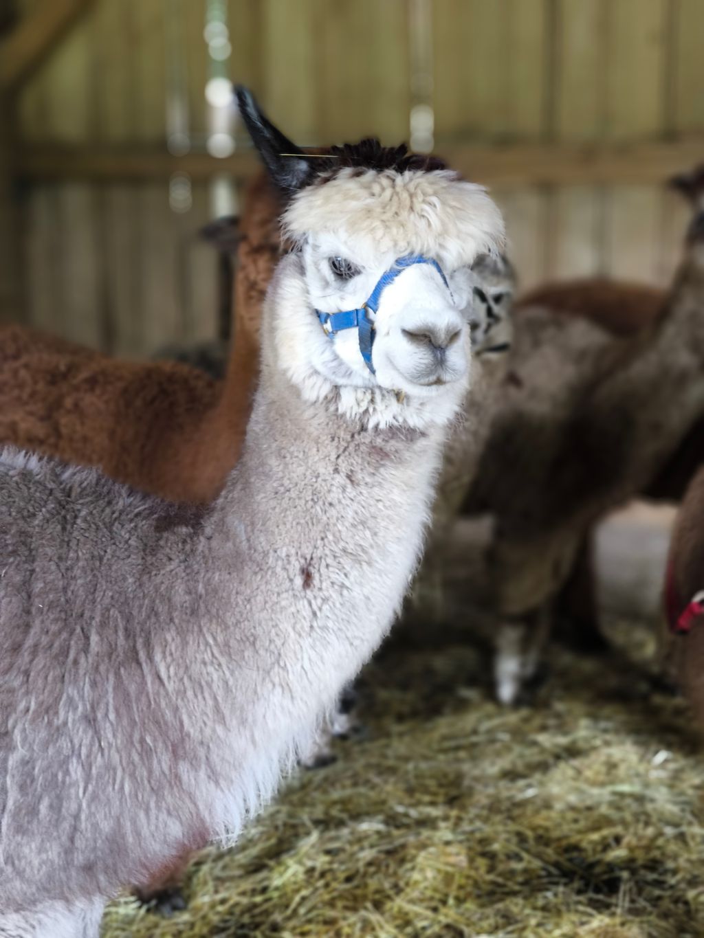  Disfrute y relájese en la granja de alpacas