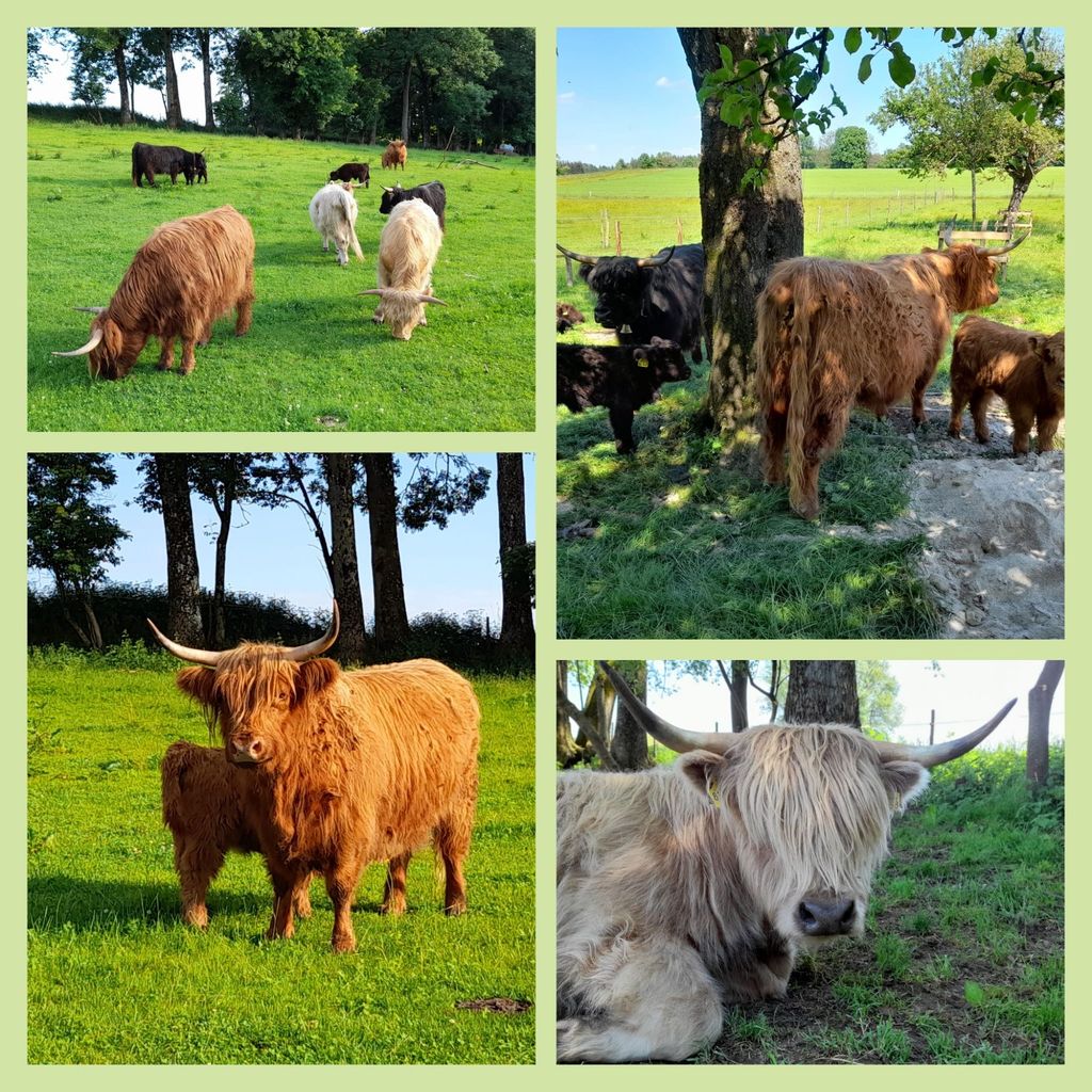 Campeggio in una fattoria ai piedi delle Alpi