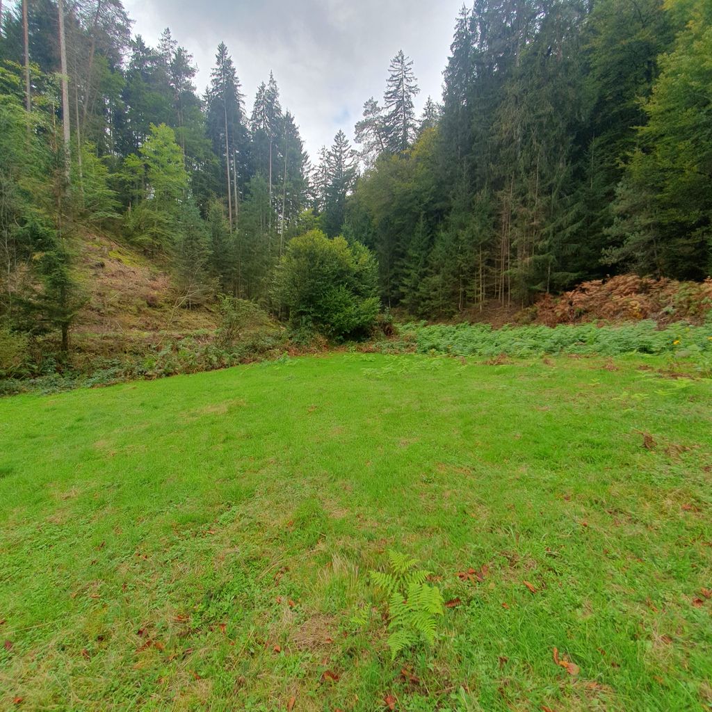 Terrain de camping "Waldruhe" dans la forêt du Palatinat