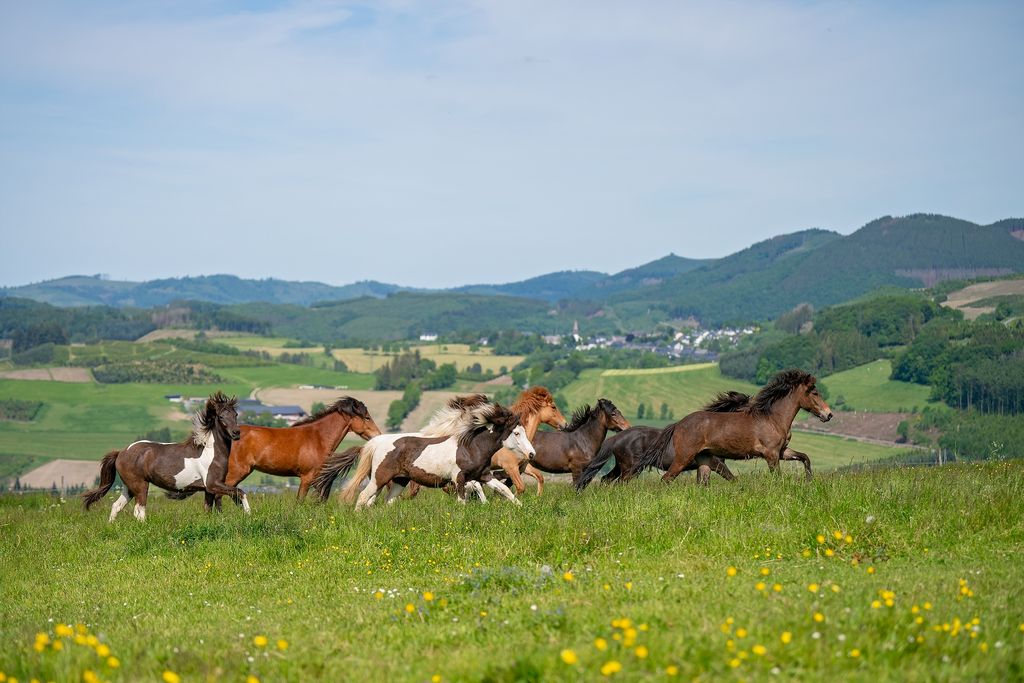 Verträumte Auszeit im Pferdeparadies 