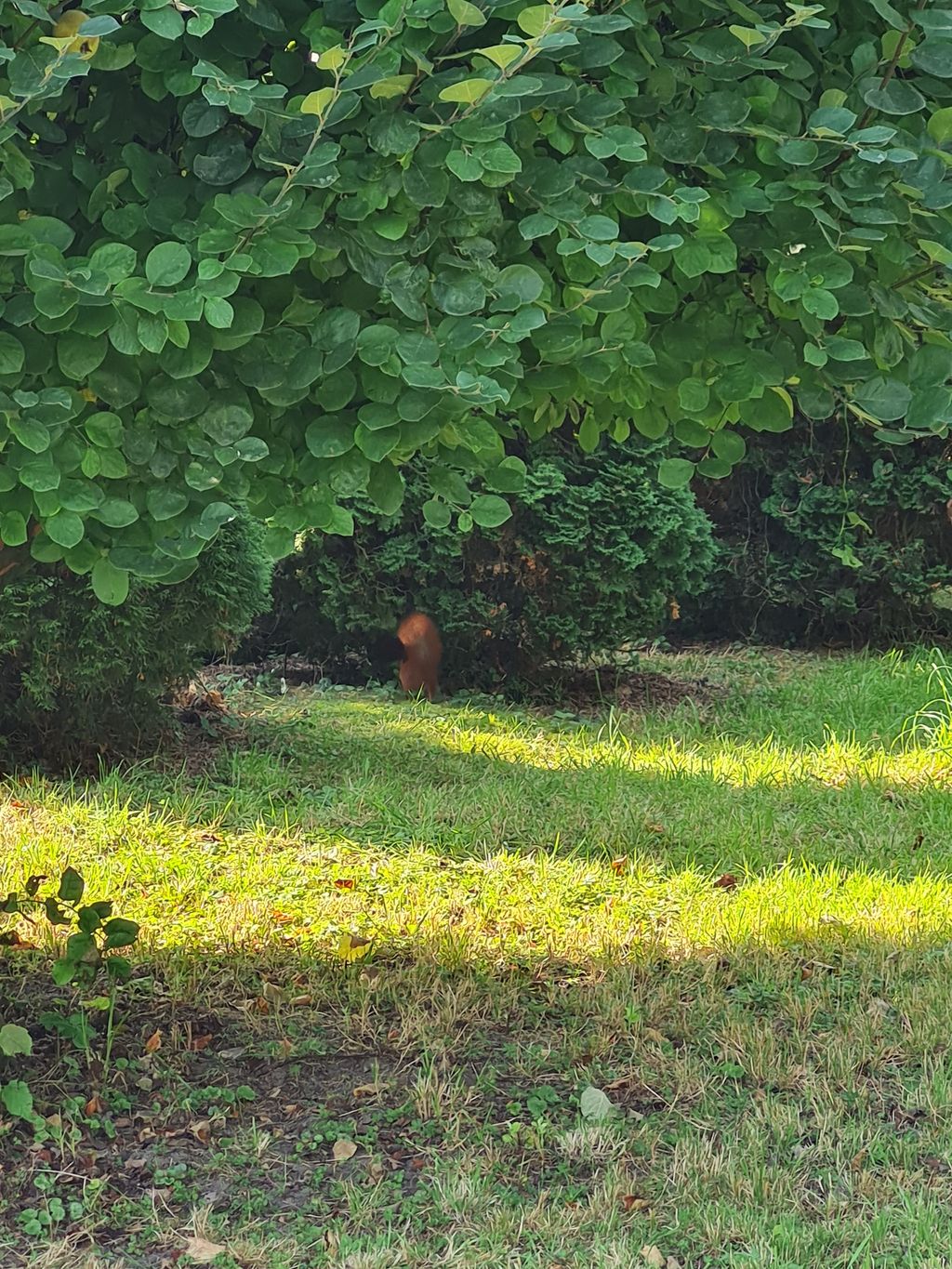 Accamparsi tra gli alberi da frutto o nel cortile
