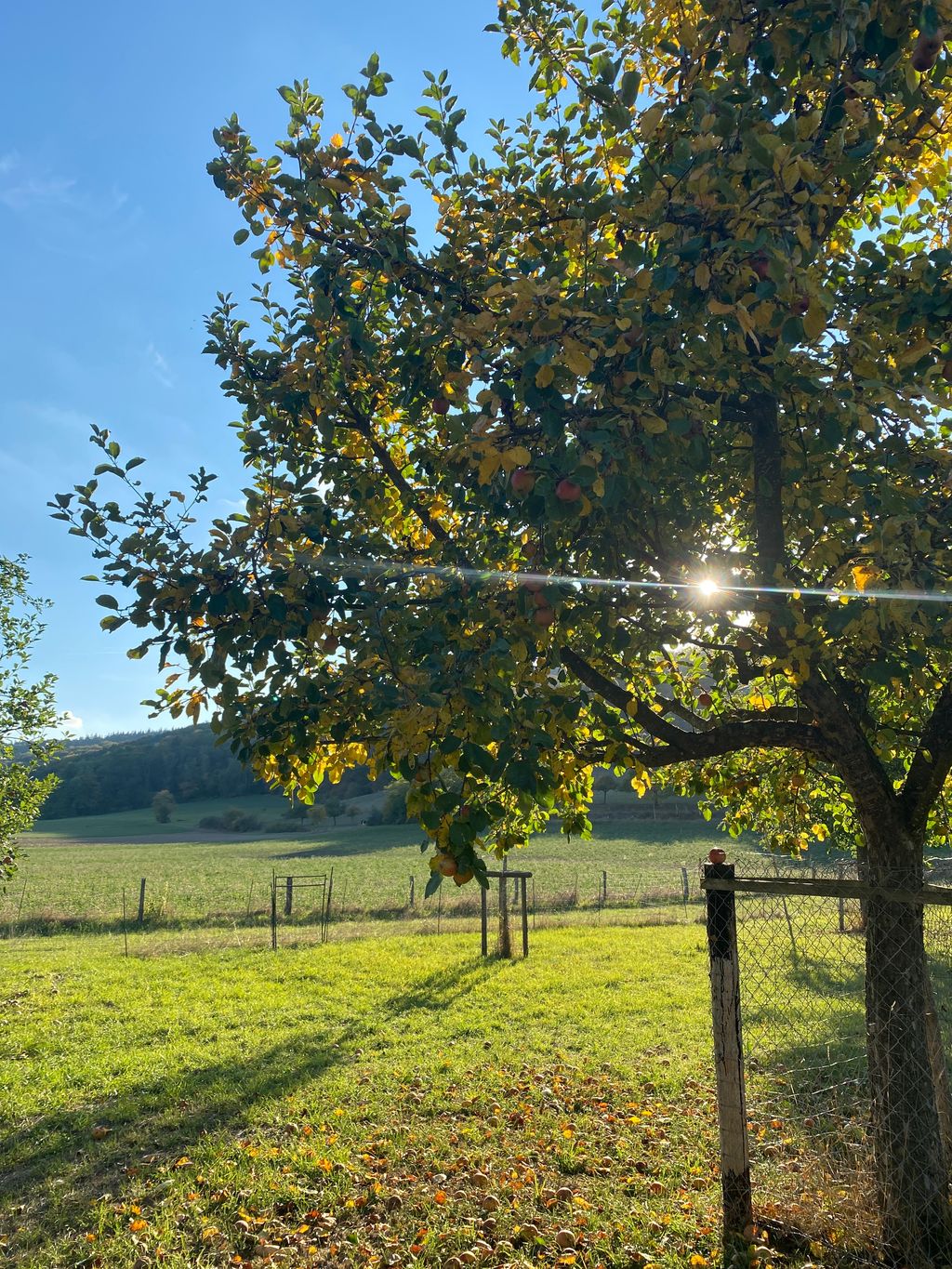Unter Obstbäumen im Nimstal 