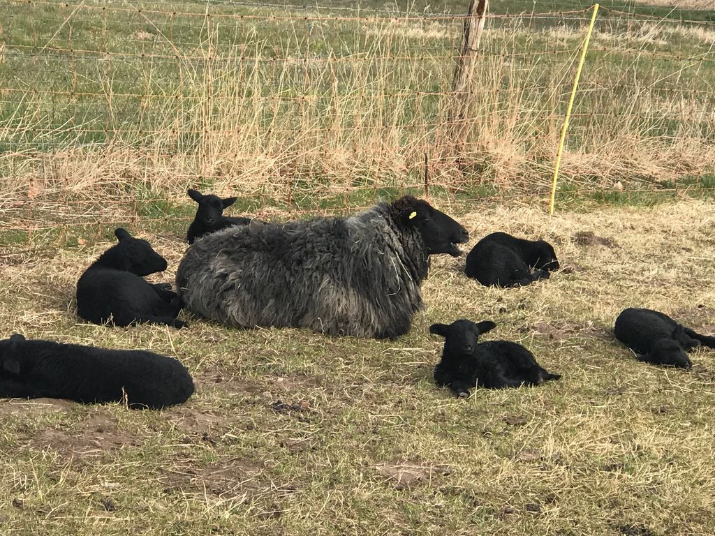 Camping à la ferme entre ruisseau et prairies