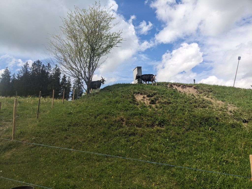 Emplacement à la ferme, près des chevaux