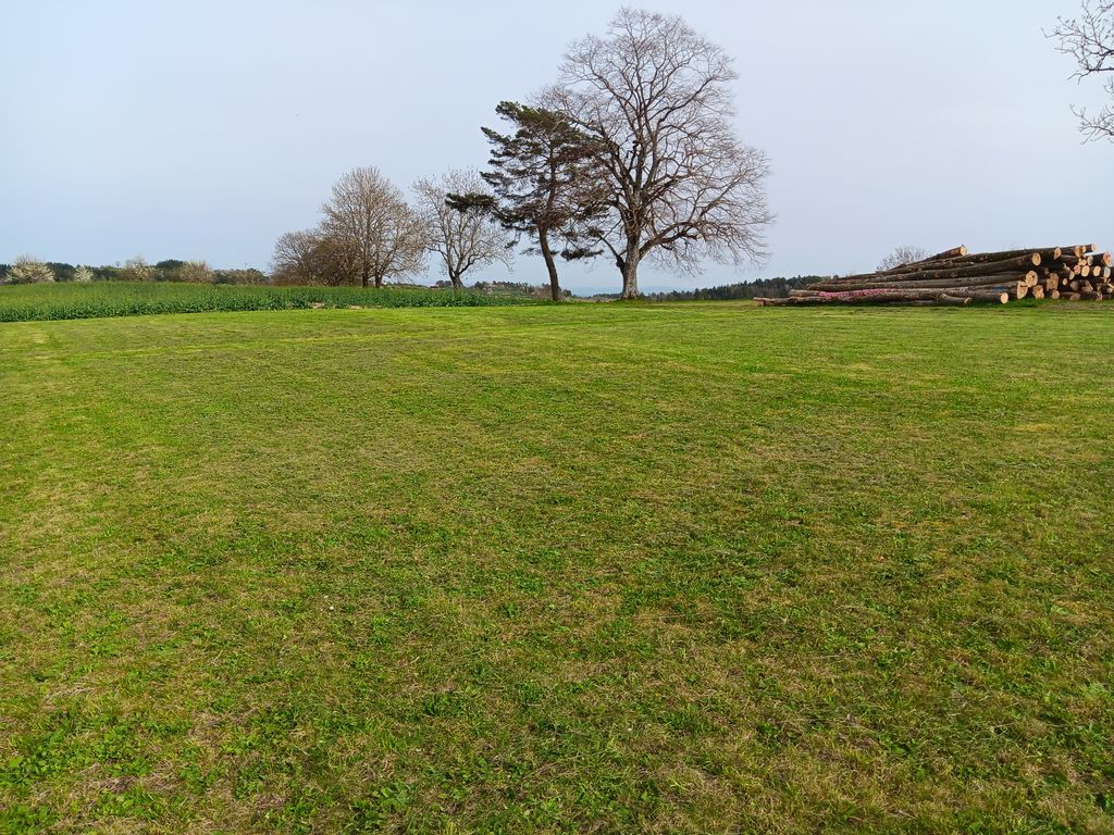 Quiet tree meadow campsite for campers