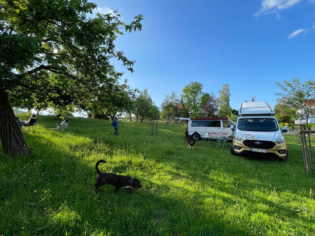 Campen auf der Streuobstwiese neben den Schafen