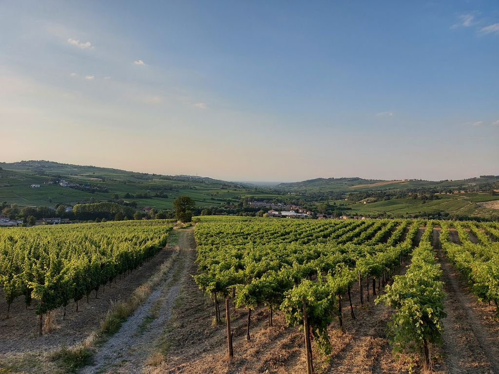 Piazzola vista vigneti