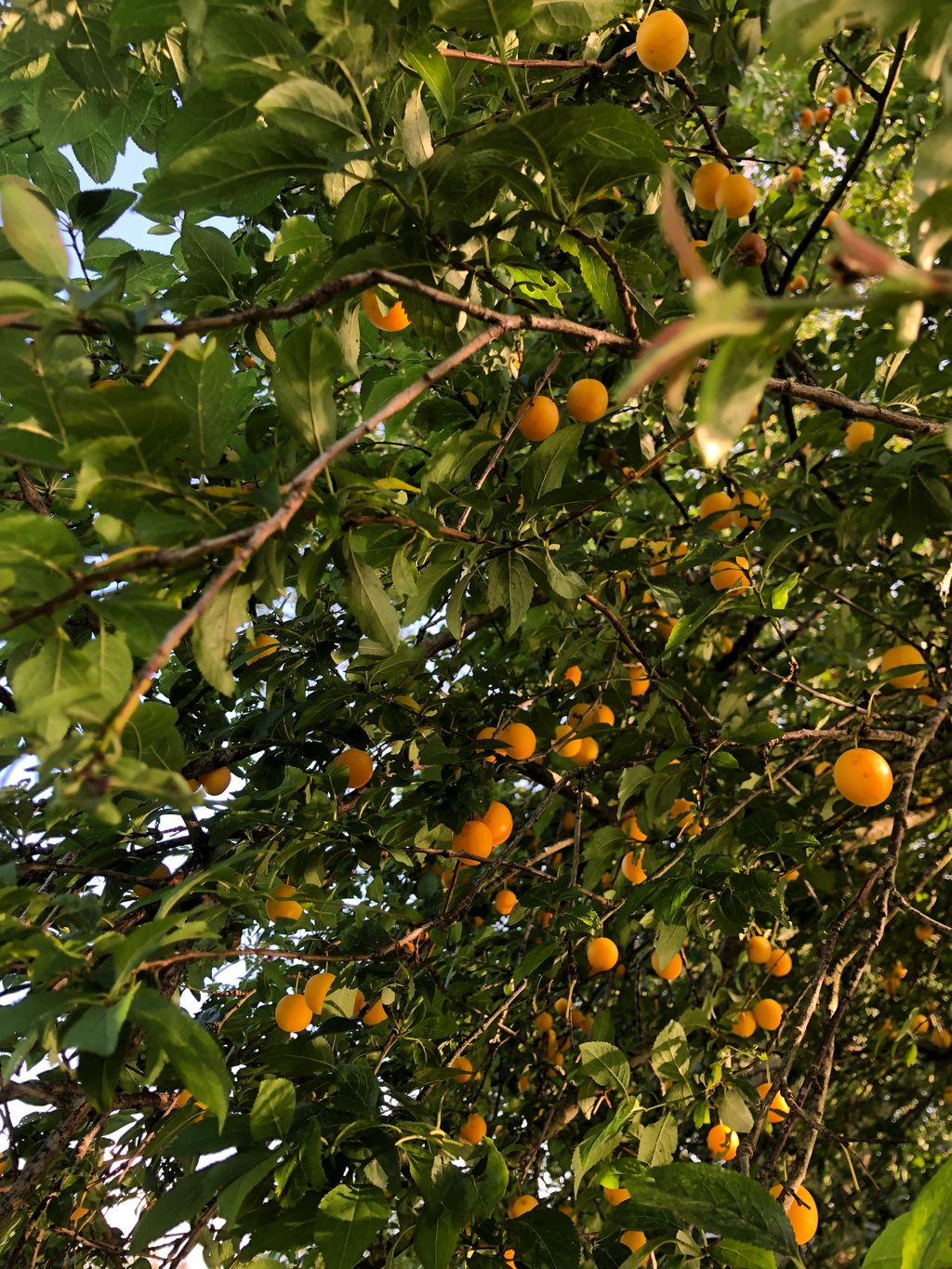Lugar idílico bajo el ciruelo mirabel