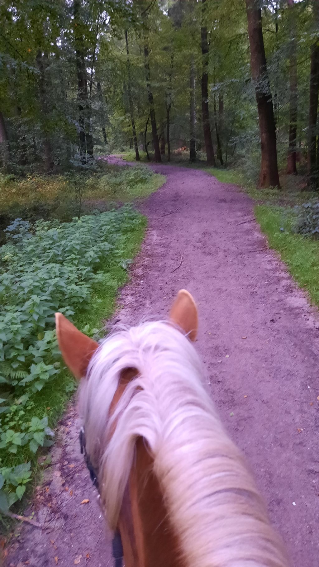 Am Hof im schönen Ammerland Ponys und Pferden