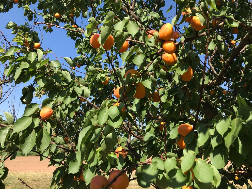 Stellplatz an der Obstplantage: Nahe Bindersee