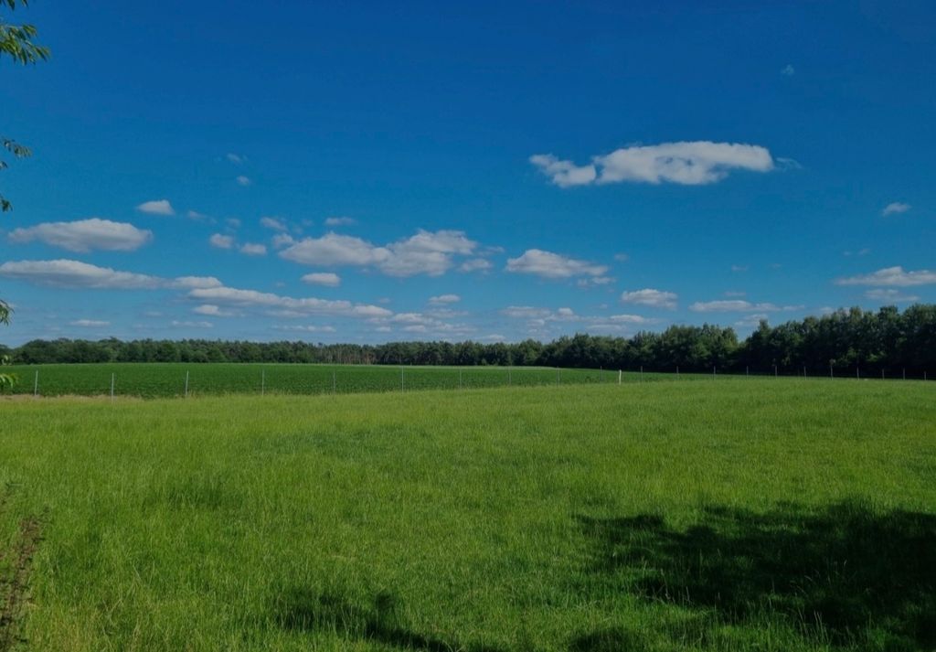 Verger entre ânes, moutons et vaches