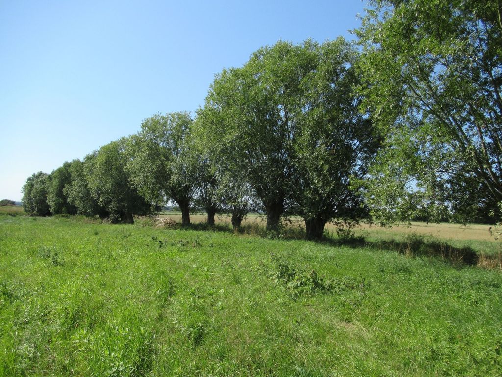 Viento en los sauces - en un prado, en la naturaleza