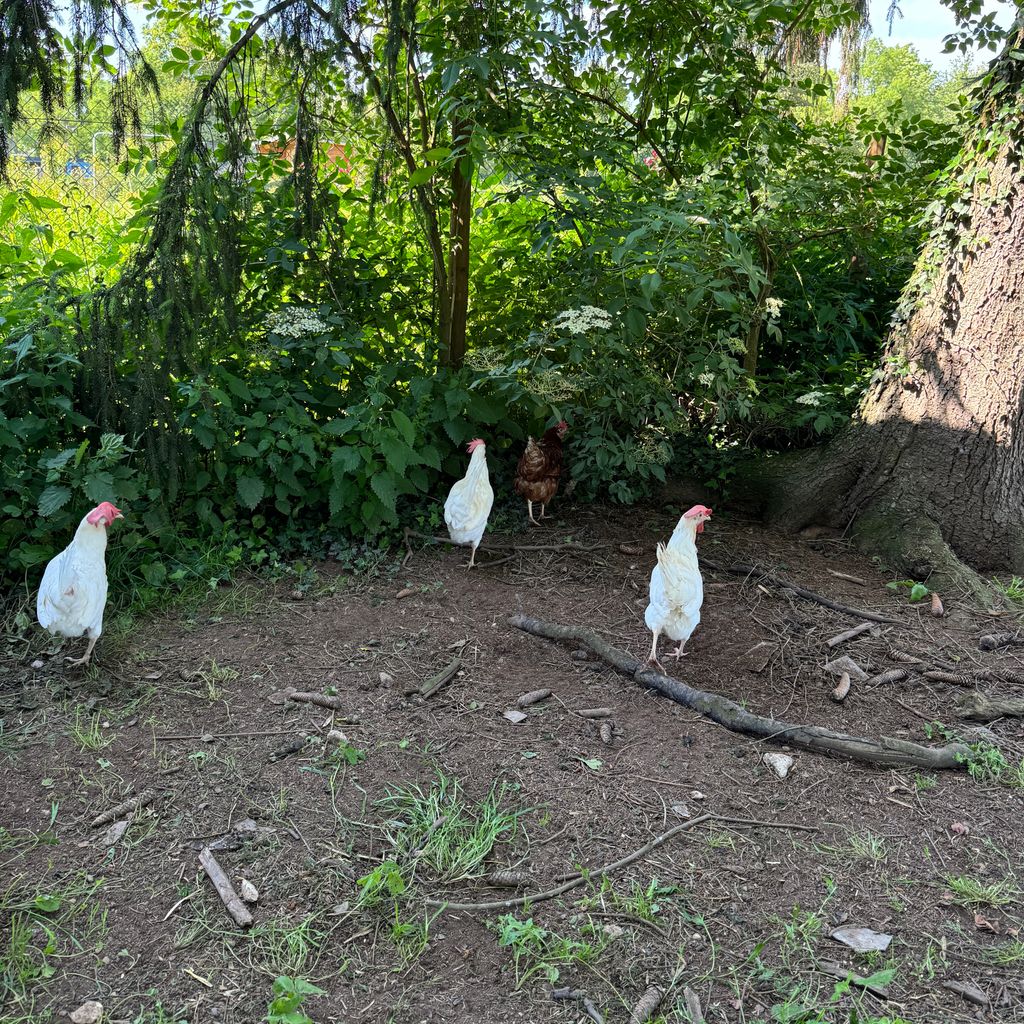 Mini campamento en una antigua granja con instalaciones sanitarias y electricidad