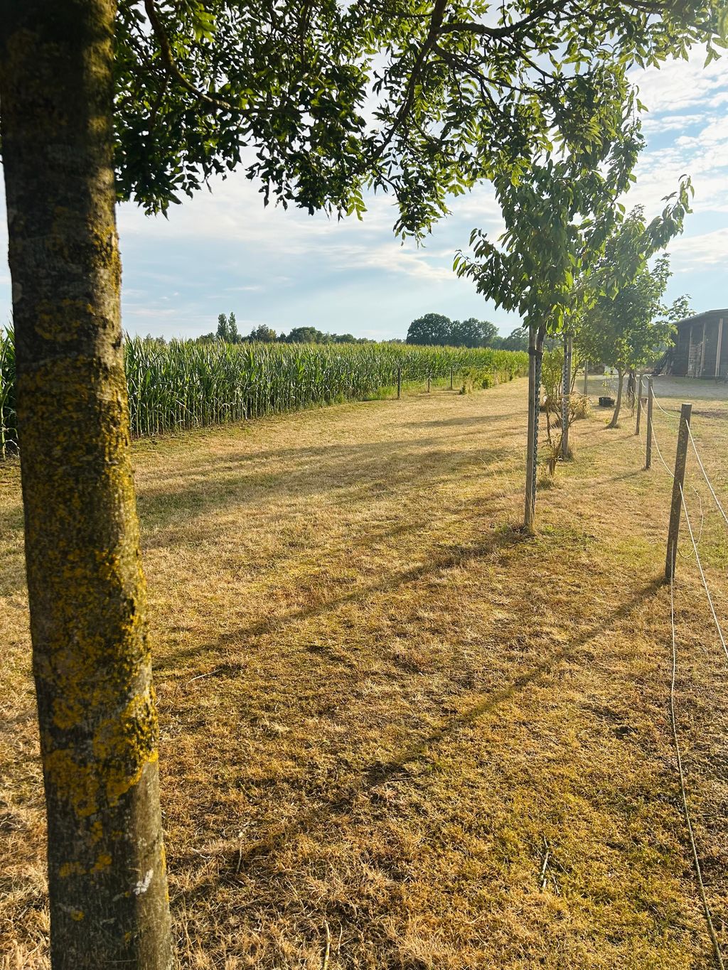 Camping am Feldrand nahe Neustädter Moor