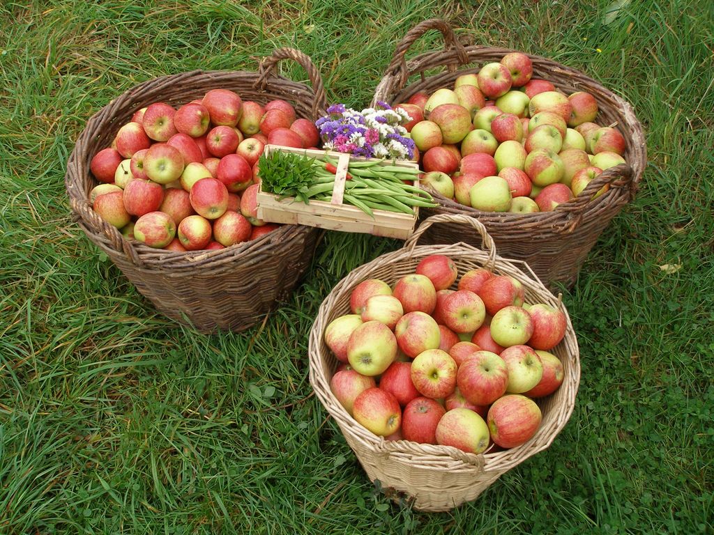 Emplacement dans le parc à gibier sur le sentier de randonnée Rheinsteig