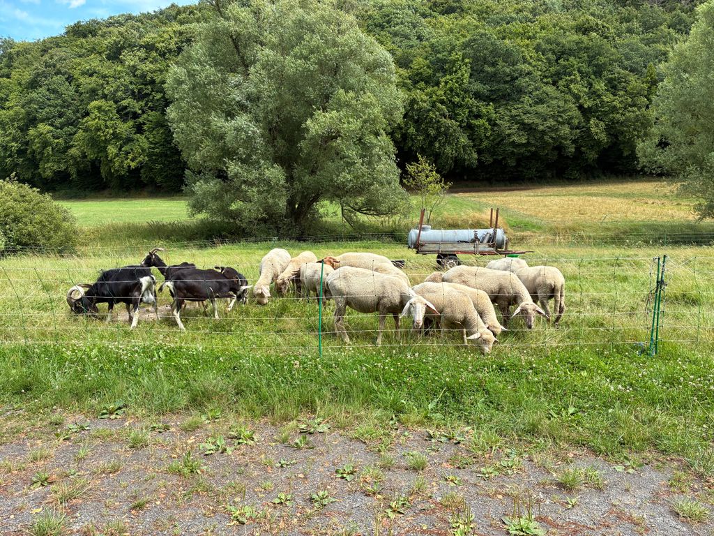 Nature camping on a farm in the Volcanic Eifel