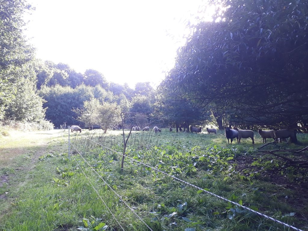 Pradera aislada junto a un pequeño bosque en un lugar apartado