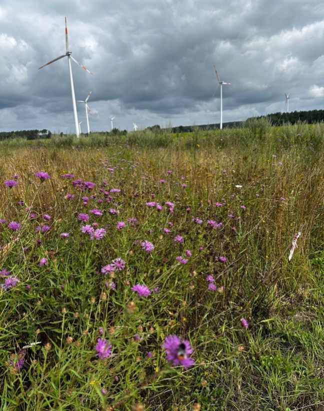 Iglucraft dans le parc naturel de Wendland, près de l'Elbe