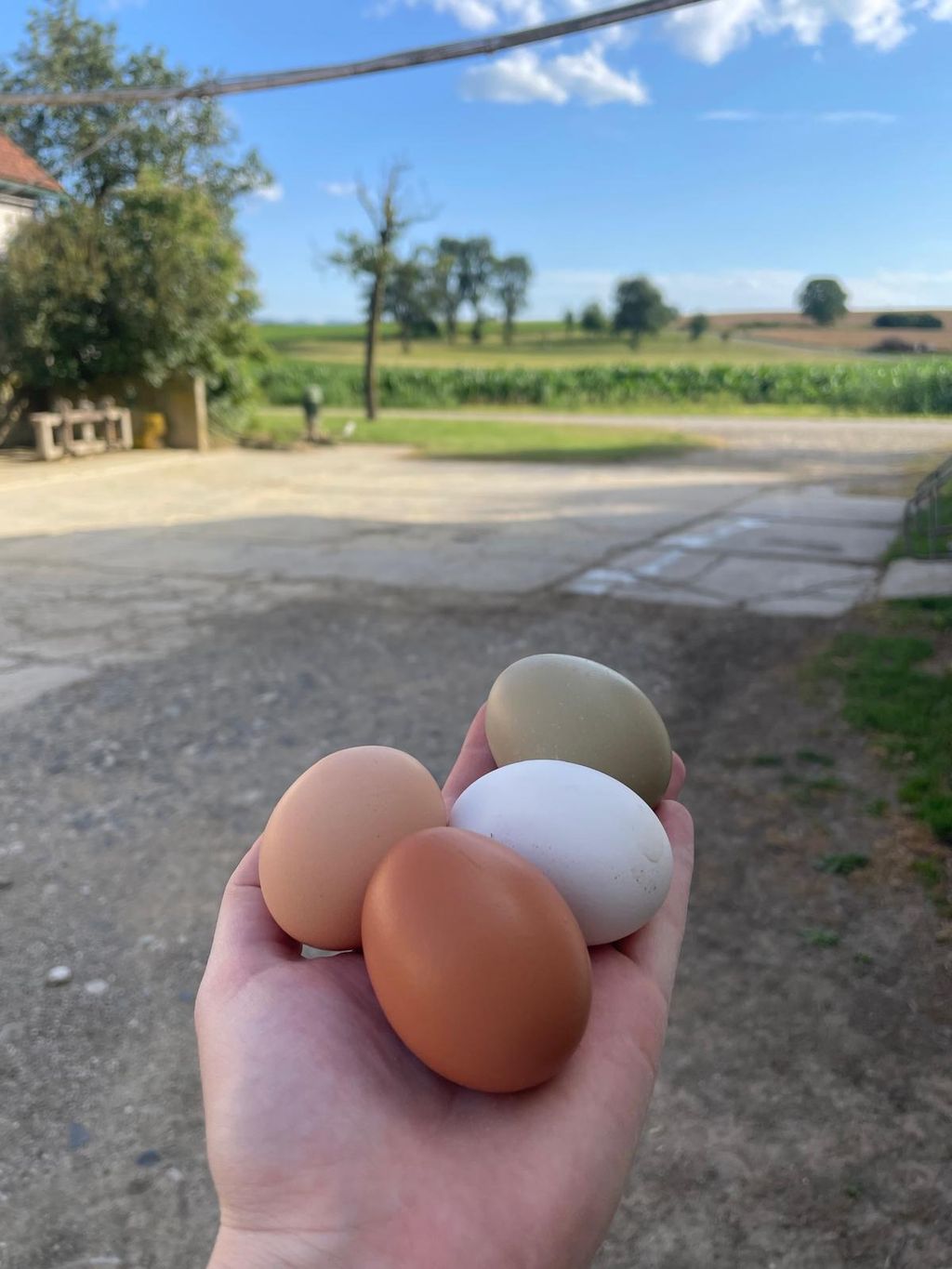 Naturcampen am Bauernhof - in der Nähe der Wachau
