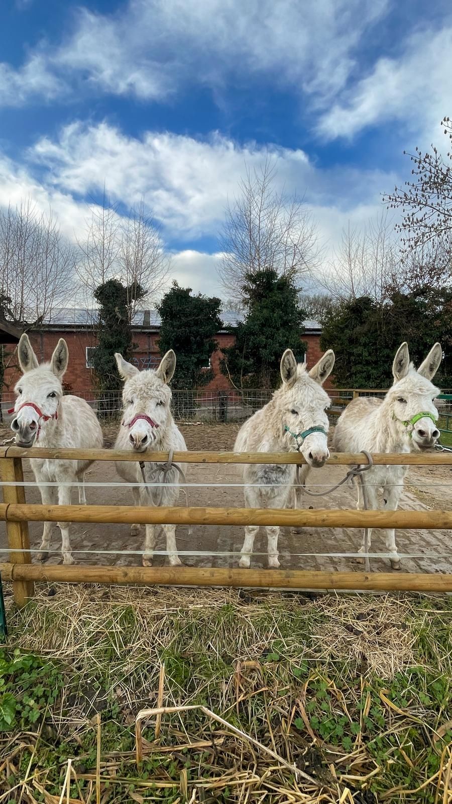 Emplacement dans un champ de colza