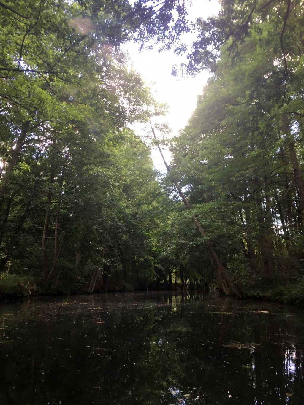 Verwilderter Garten im Seenland Oder/Spree