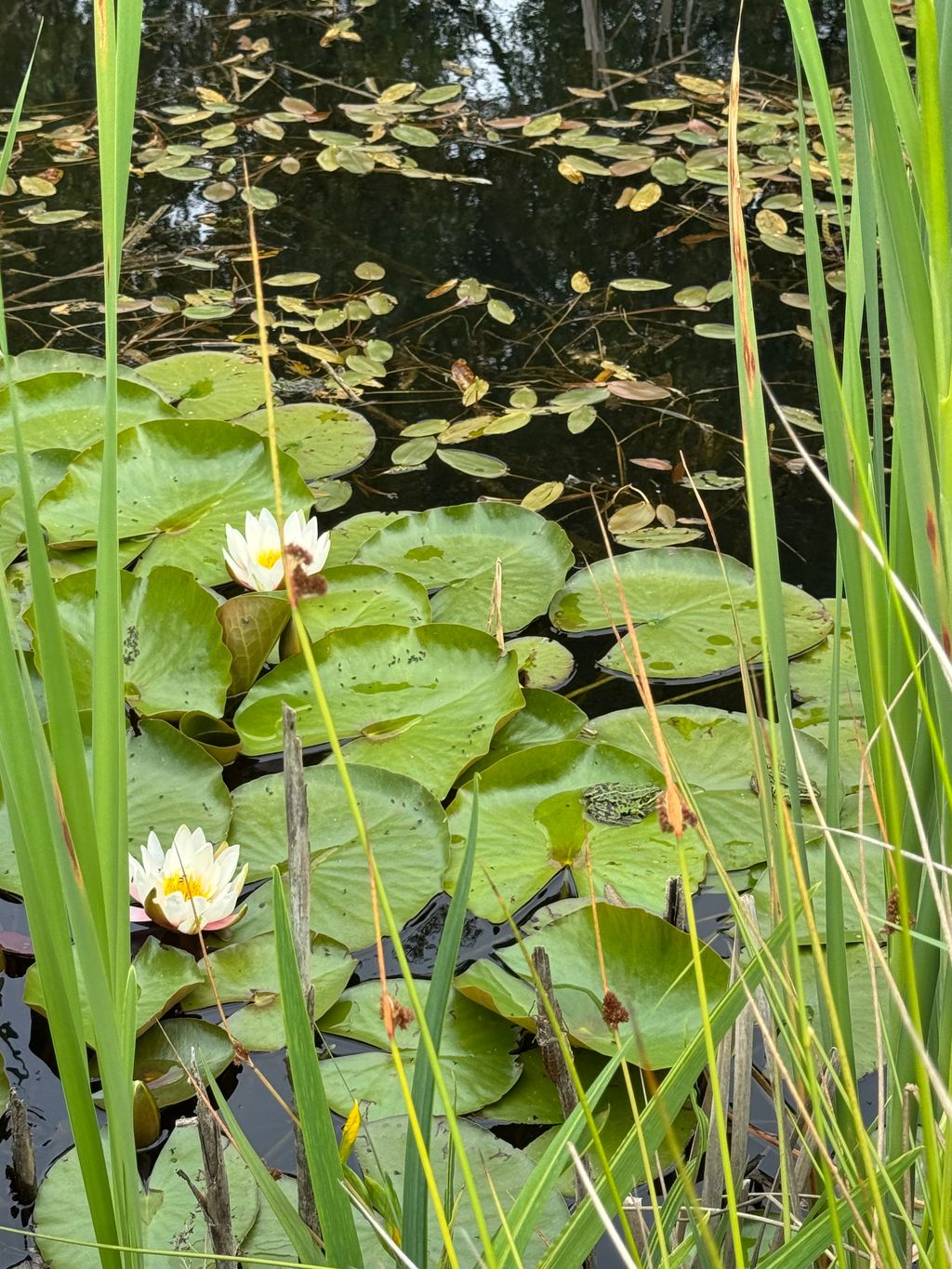 Un'oasi di tranquillità sul lago Steinhuder Meer - Alloggio indipendente "Feld&Teich"