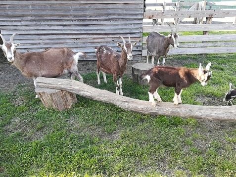 Une tiny-house "ab-hang" à la campagne, à côté d'animaux