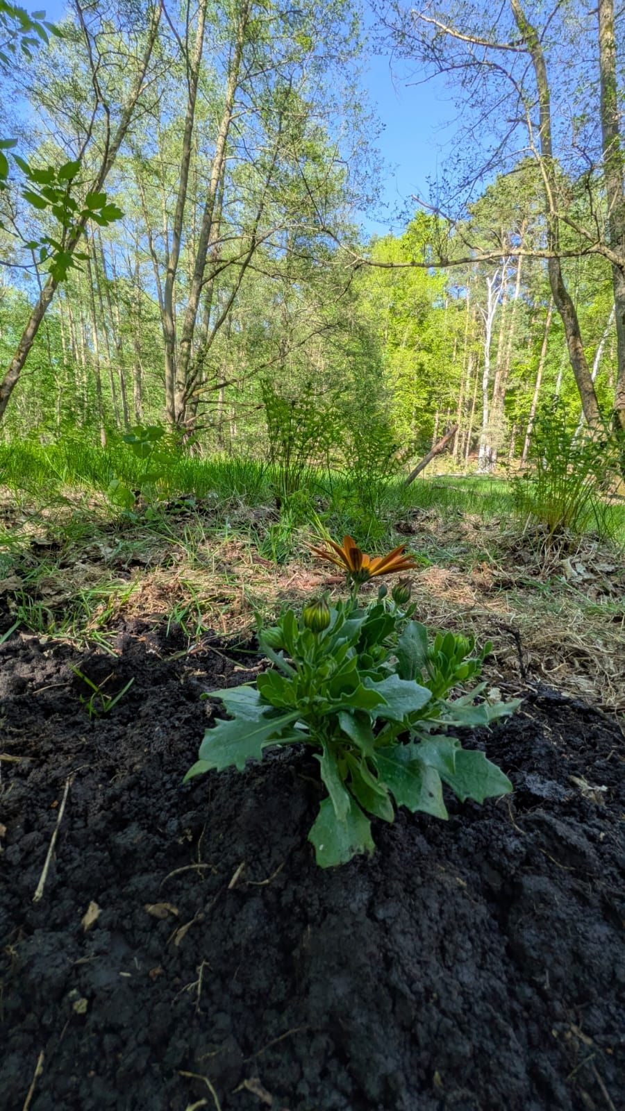 Un idilliaco pernottamento nel bosco nei pressi di Potsdam