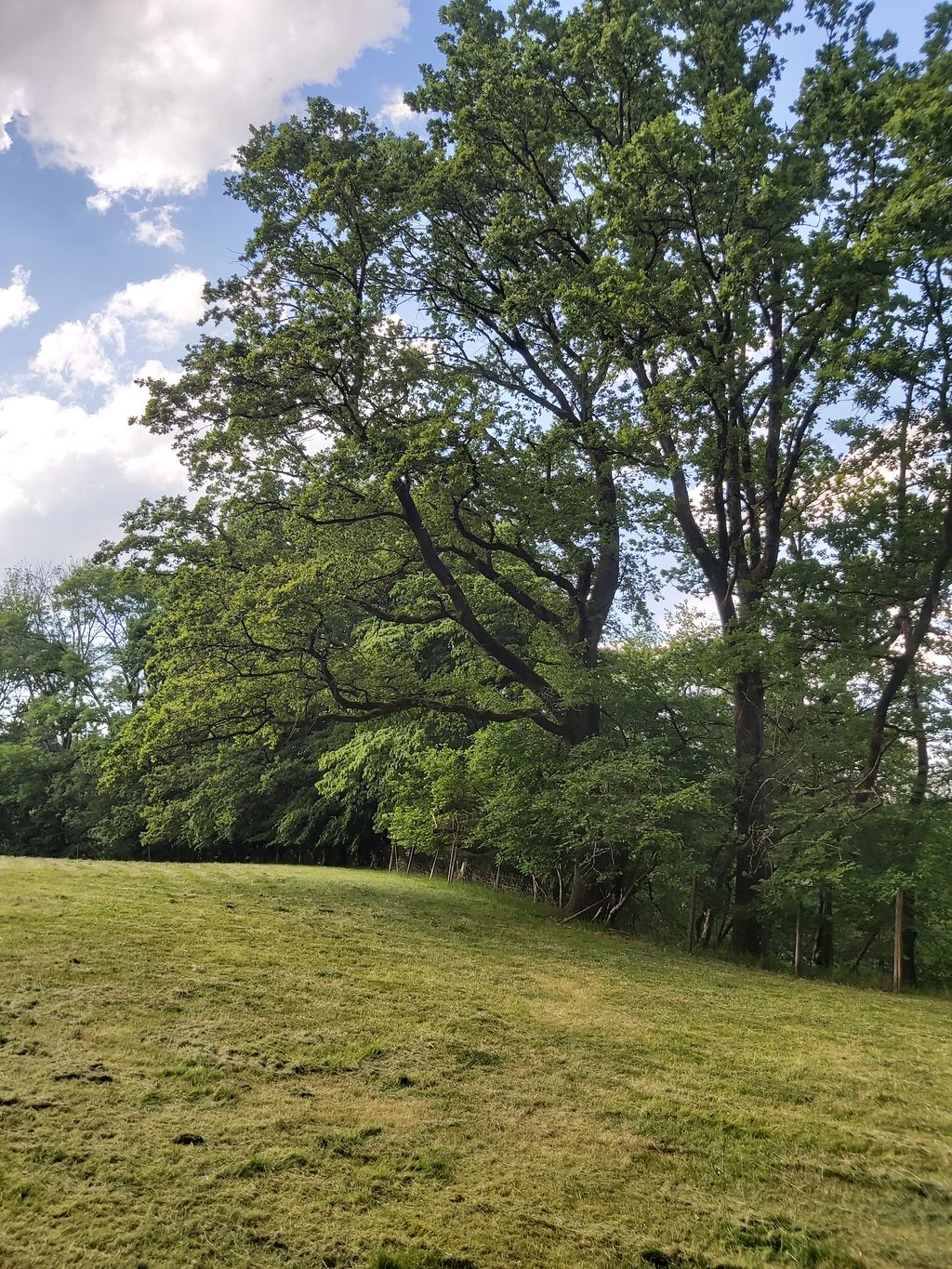 Meadow area at the edge of the forest between hop gardens