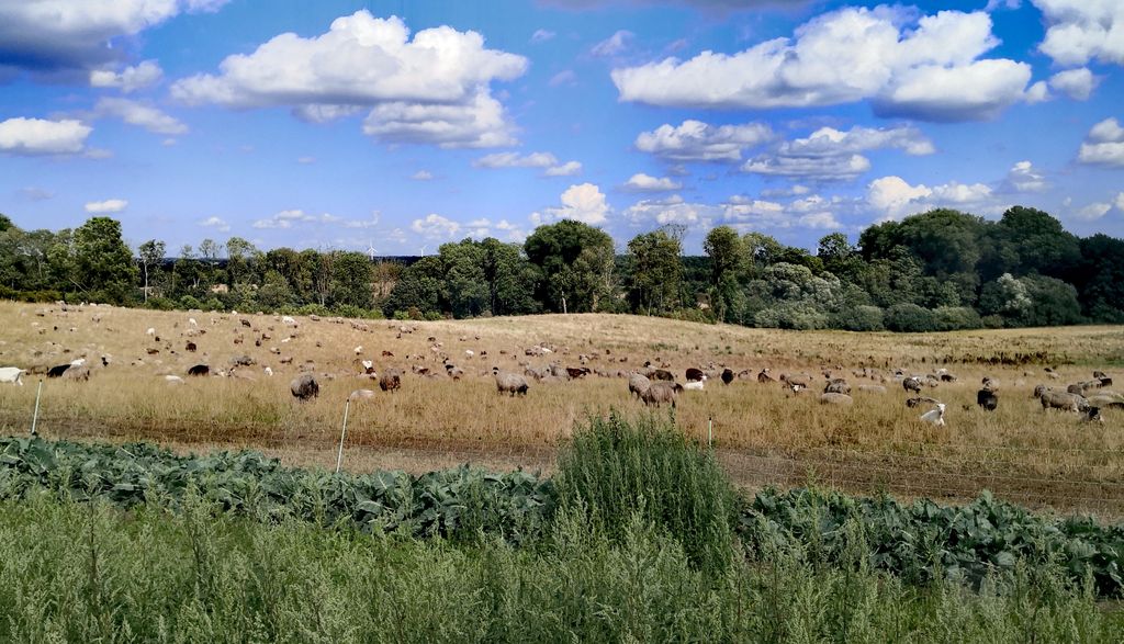 Sogno di bordo campo con vista su pecore e capre