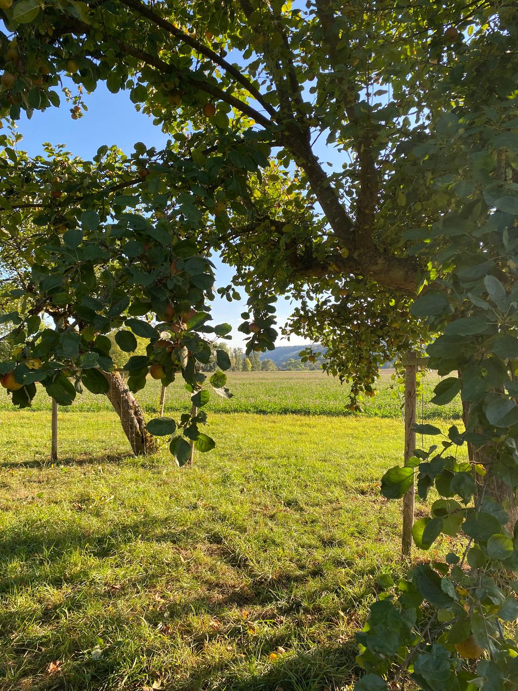 Unter Obstbäumen im Nimstal 