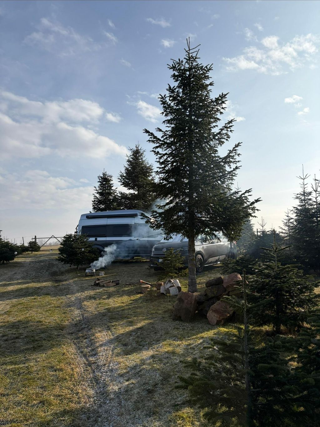 Between Christmas tree and free nature