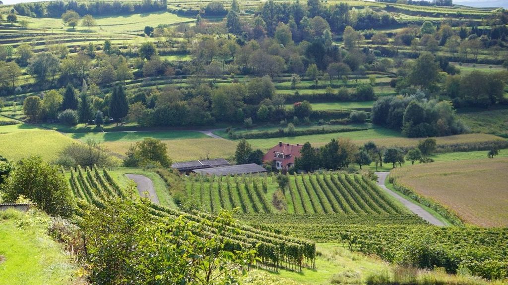 Meadow at the Weinhof - surrounded by vineyards