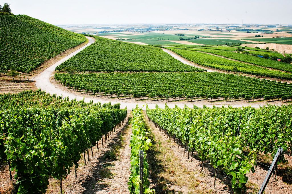 Family winery in Franconia: Meadow on the outskirts of the village