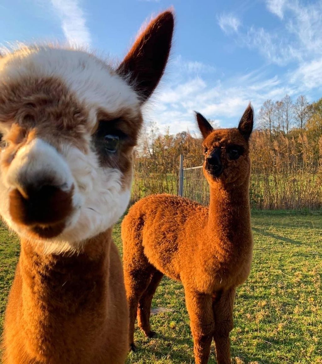 Campeggio al Ranch Alpaca