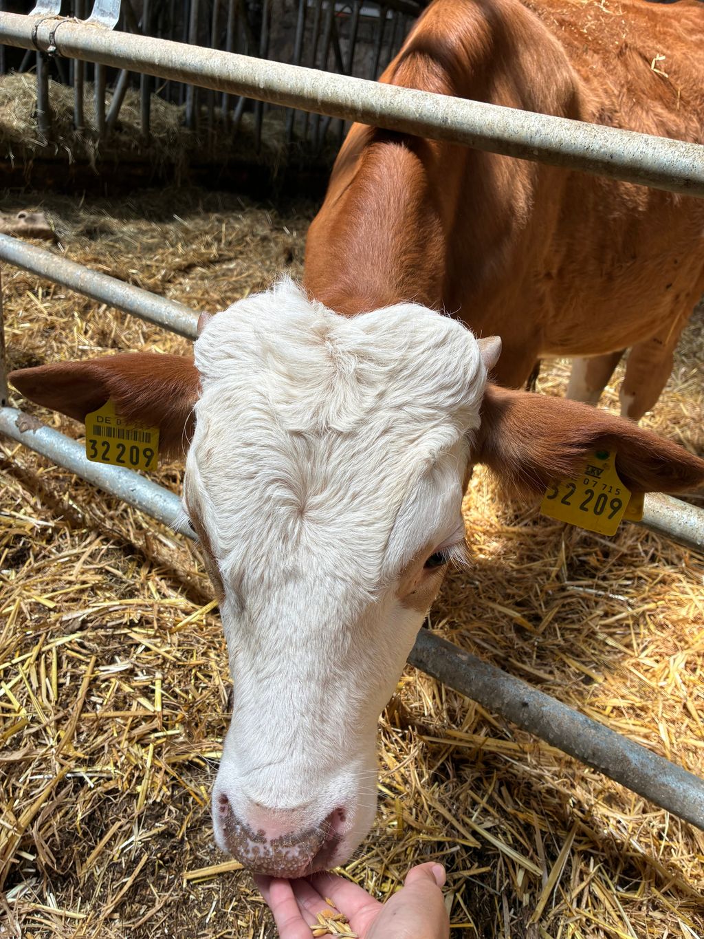 Nature camping on a farm in the Volcanic Eifel