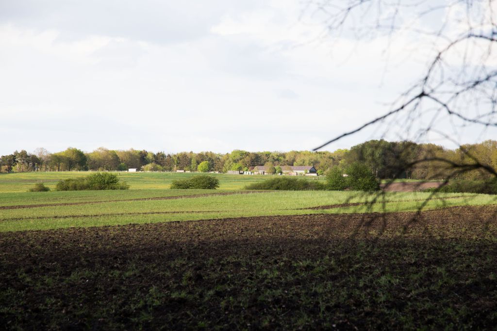 Pferdeweiden am Naturschutzgebiet Lüneburger Heide