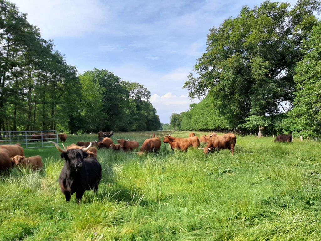 Elbe Highland Cattle Hof Dittmer