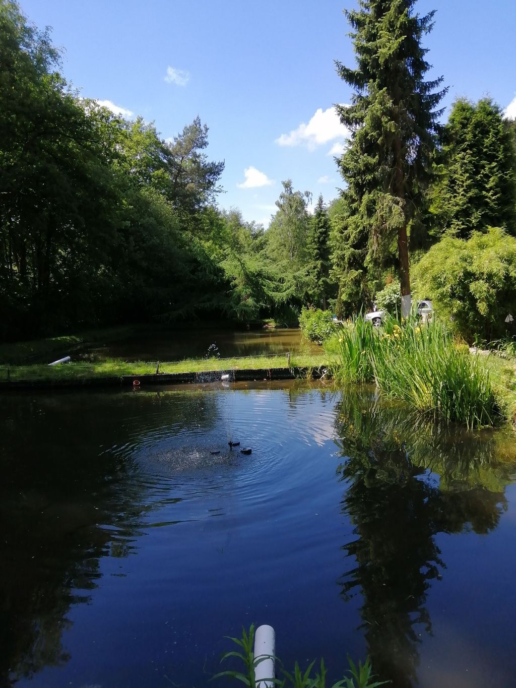 Piazzola con laghetti per la pesca vicino alla foresta