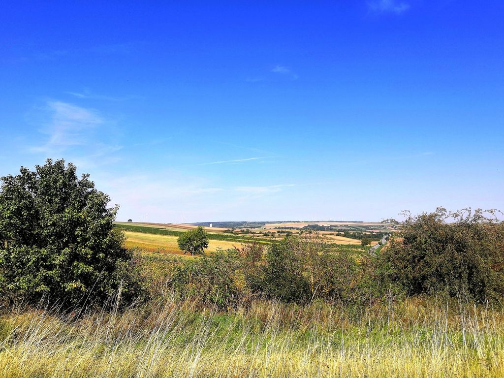 Campen im Weingarten