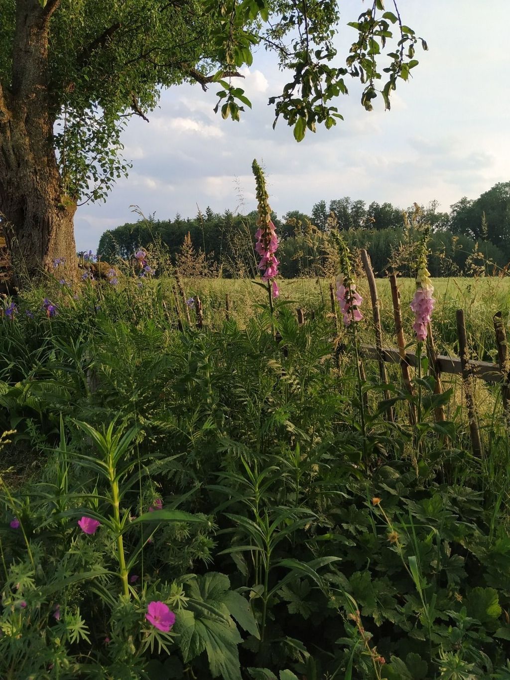 Camping for garden lovers in the foothills of the Alps